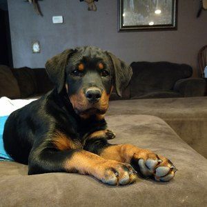 Meet your Posher, Krista